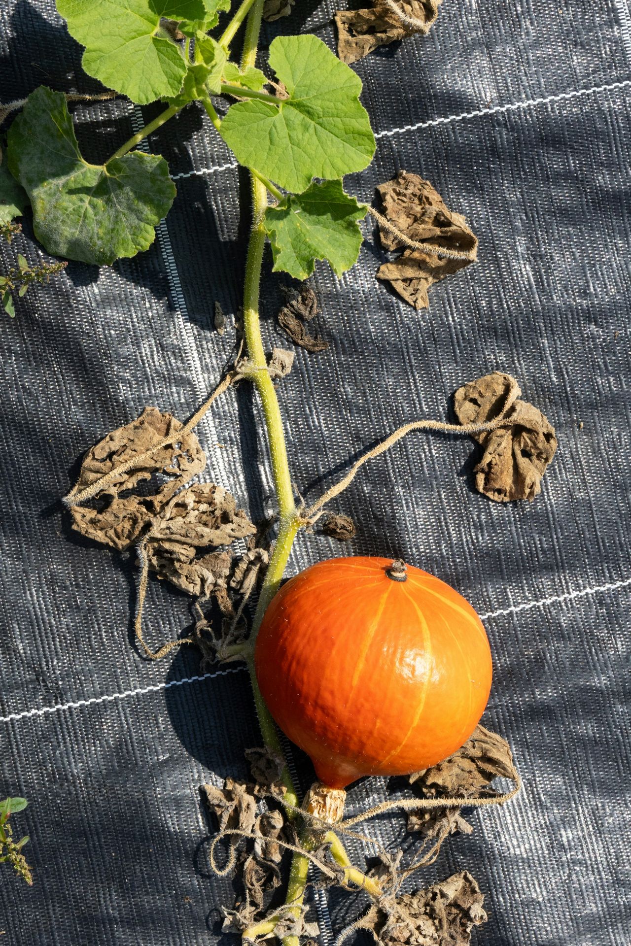 An orange is growing from a patch of cloth